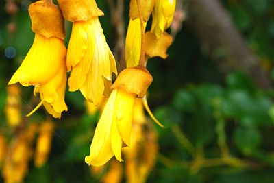 Vibrant yellow Kowhai flowers